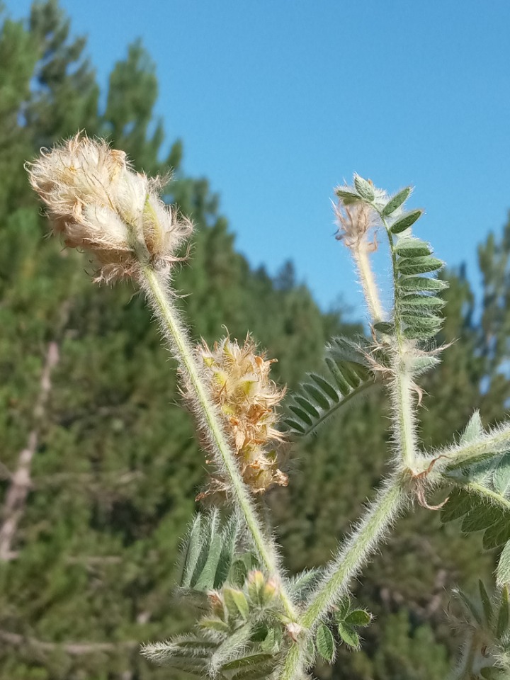 Astragalus scholerianus
