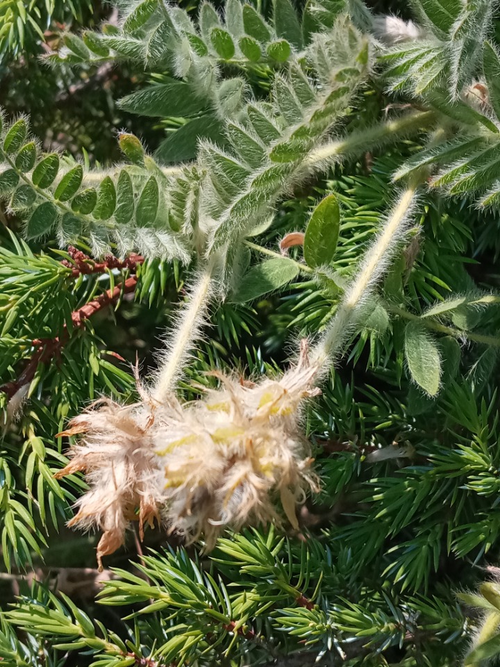 Astragalus scholerianus