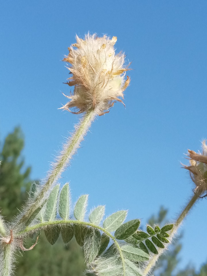 Astragalus scholerianus