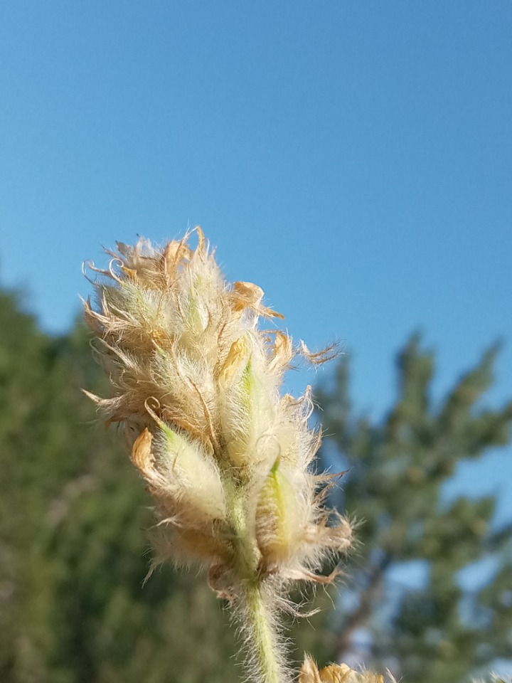 Astragalus scholerianus