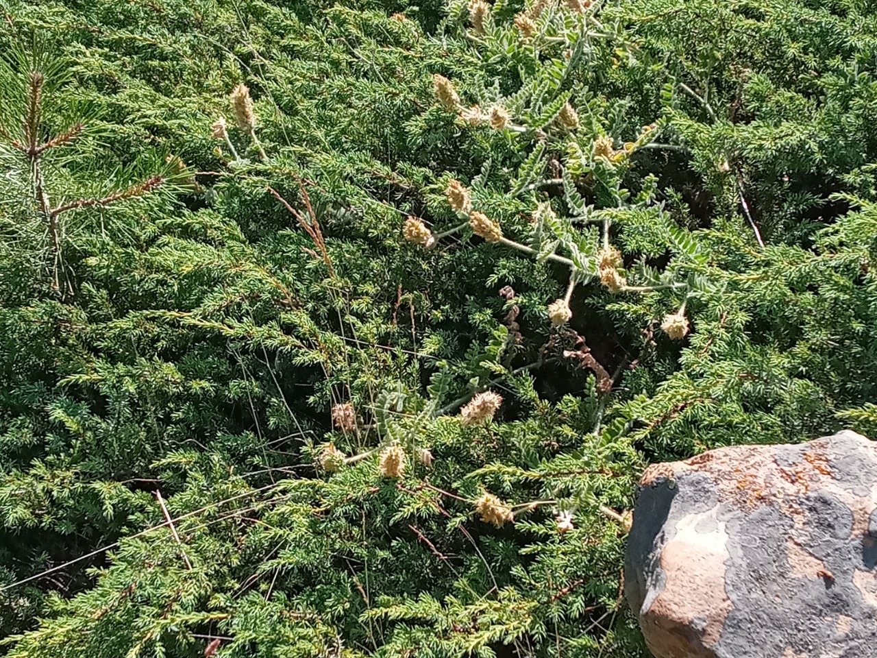 Astragalus scholerianus