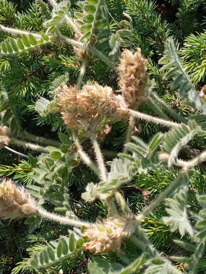 Astragalus scholerianus