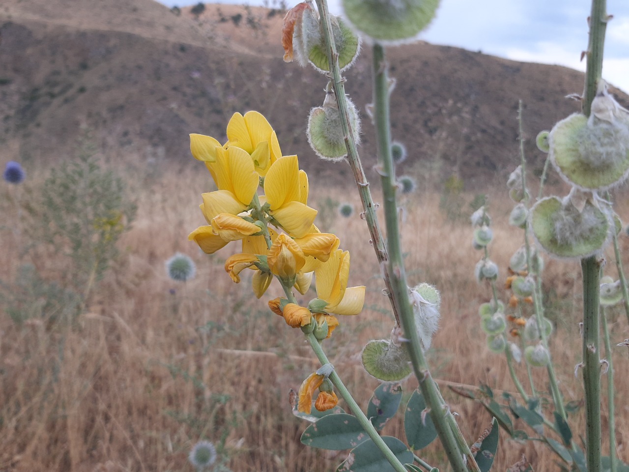 Onobrychis galegifolia
