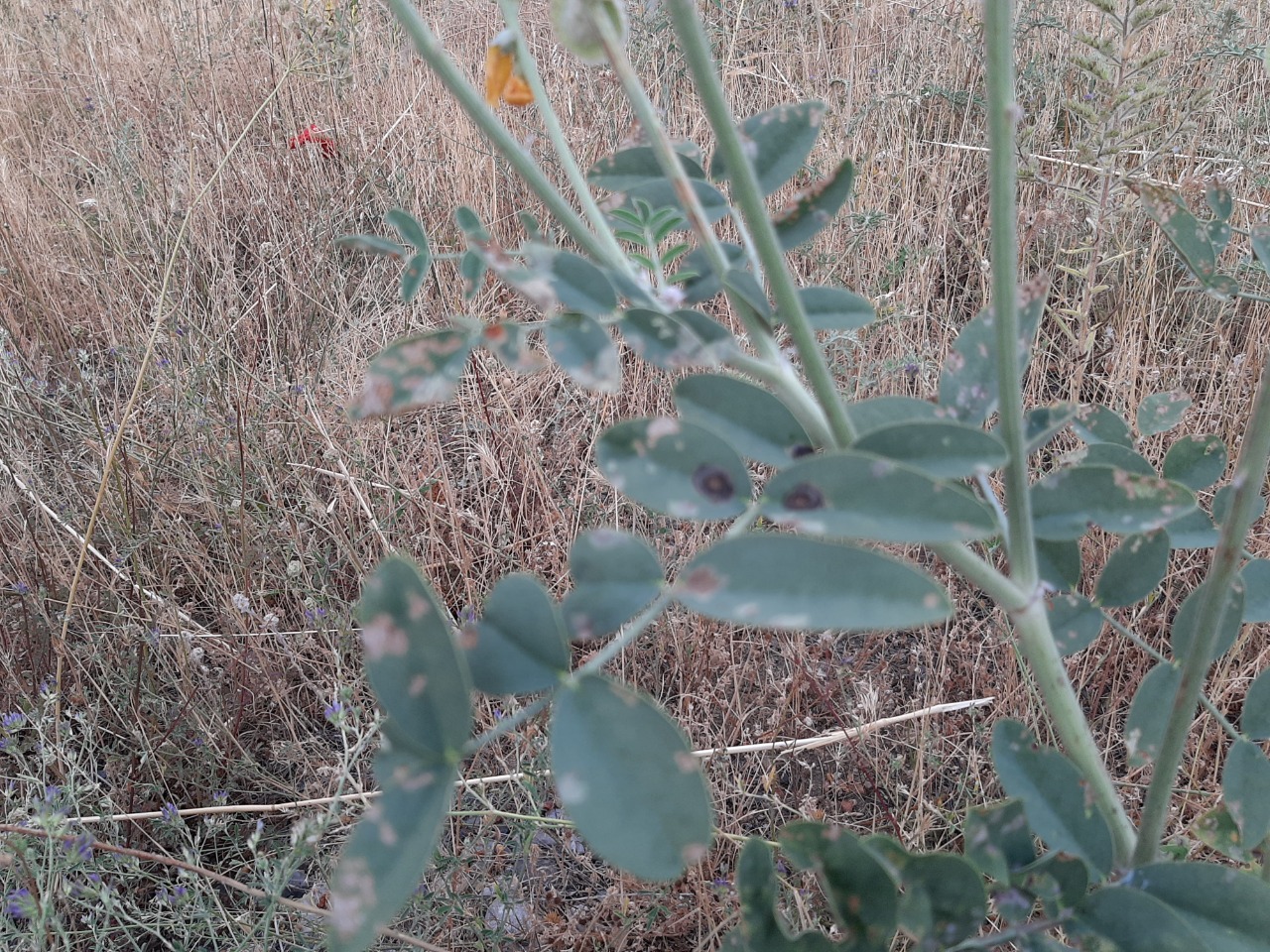 Onobrychis galegifolia