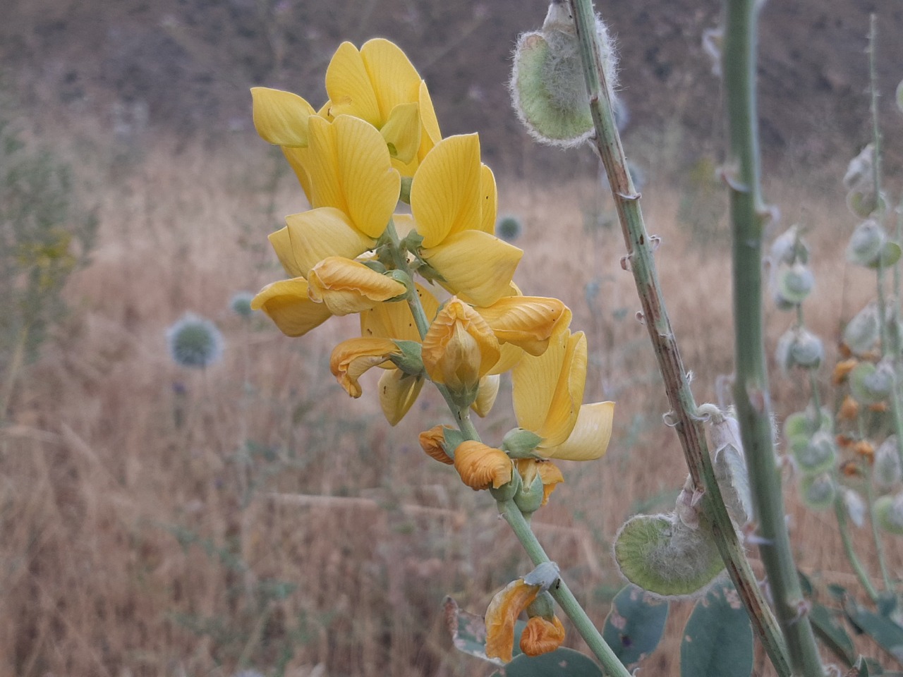 Onobrychis galegifolia