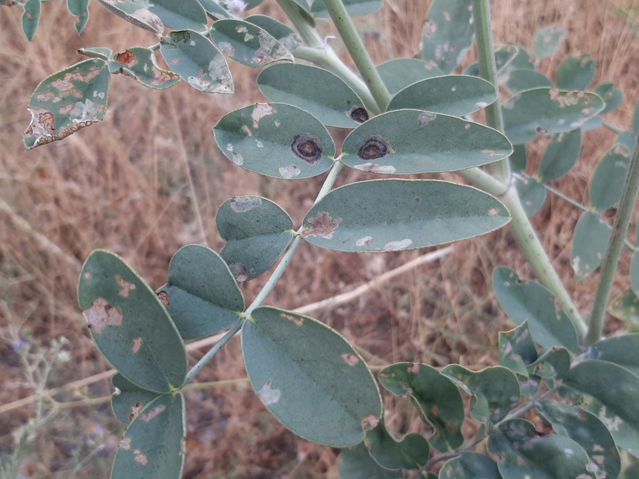 Onobrychis galegifolia