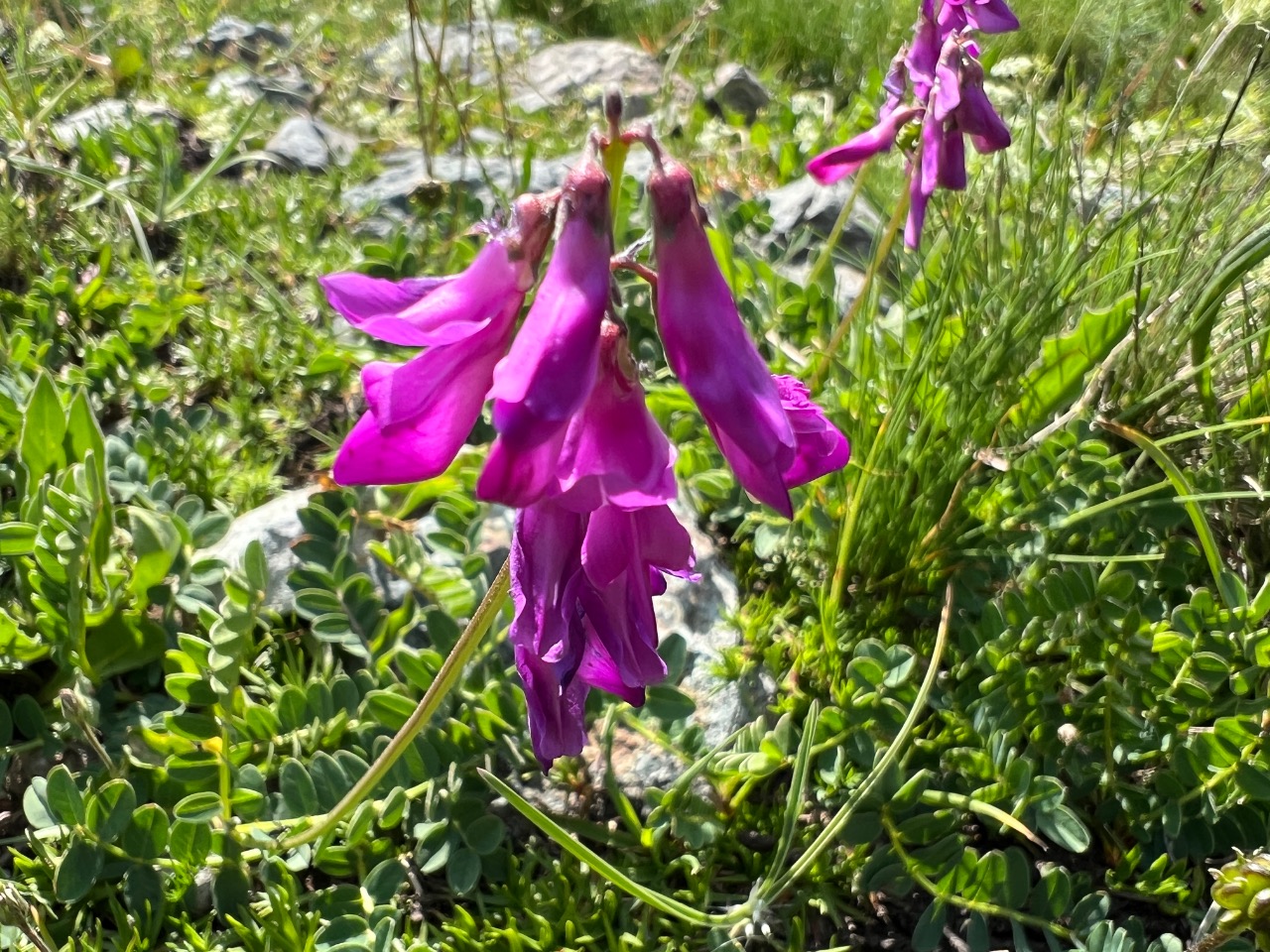 Hedysarum hedysaroides