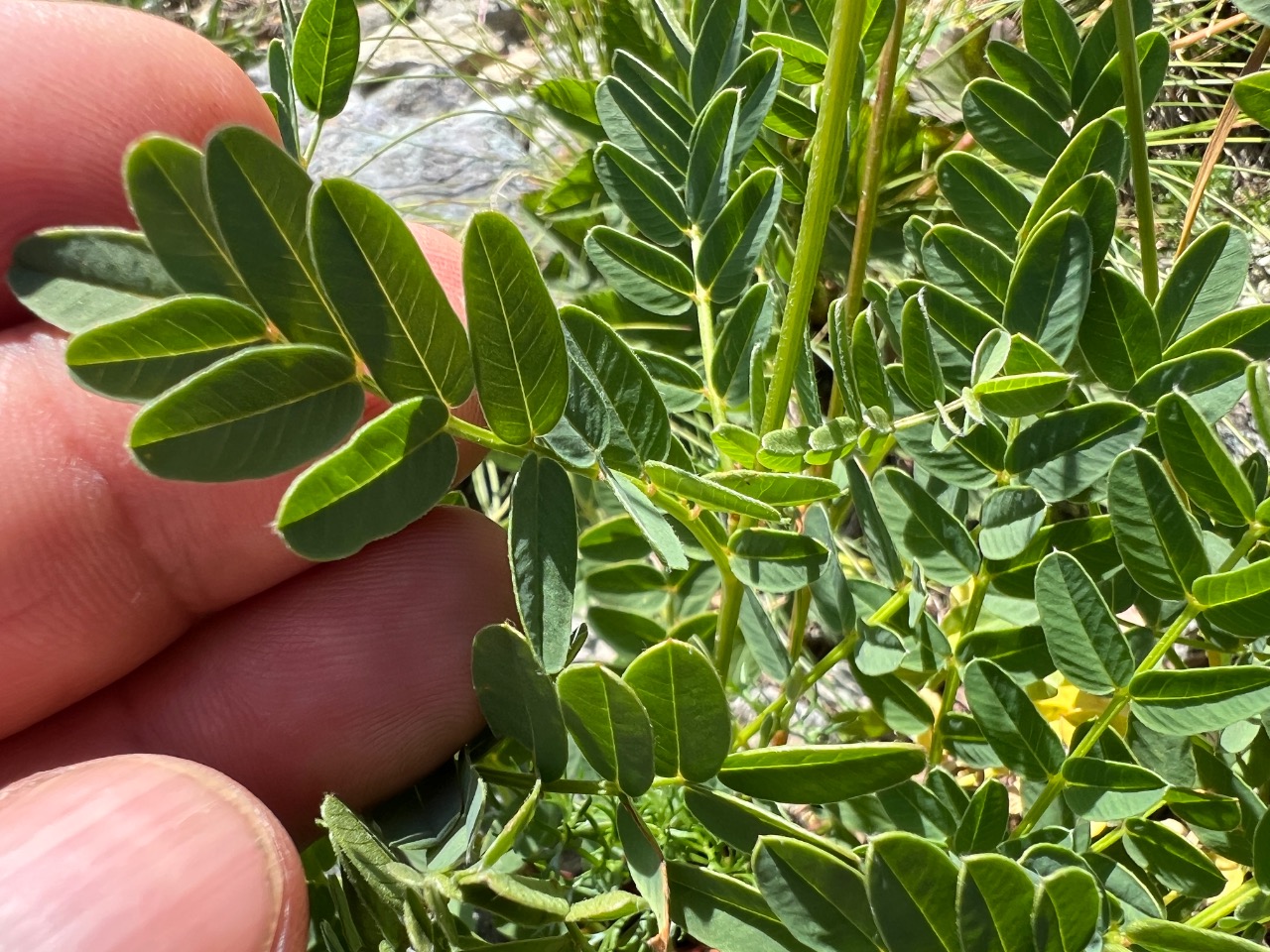 Hedysarum hedysaroides