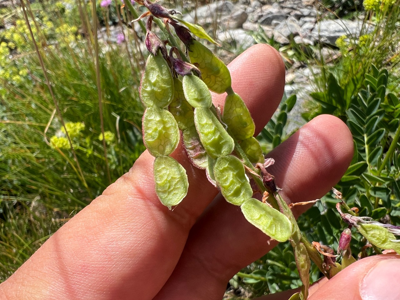 Hedysarum hedysaroides