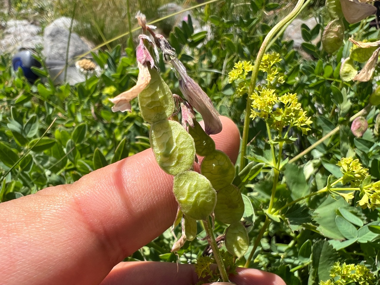 Hedysarum hedysaroides