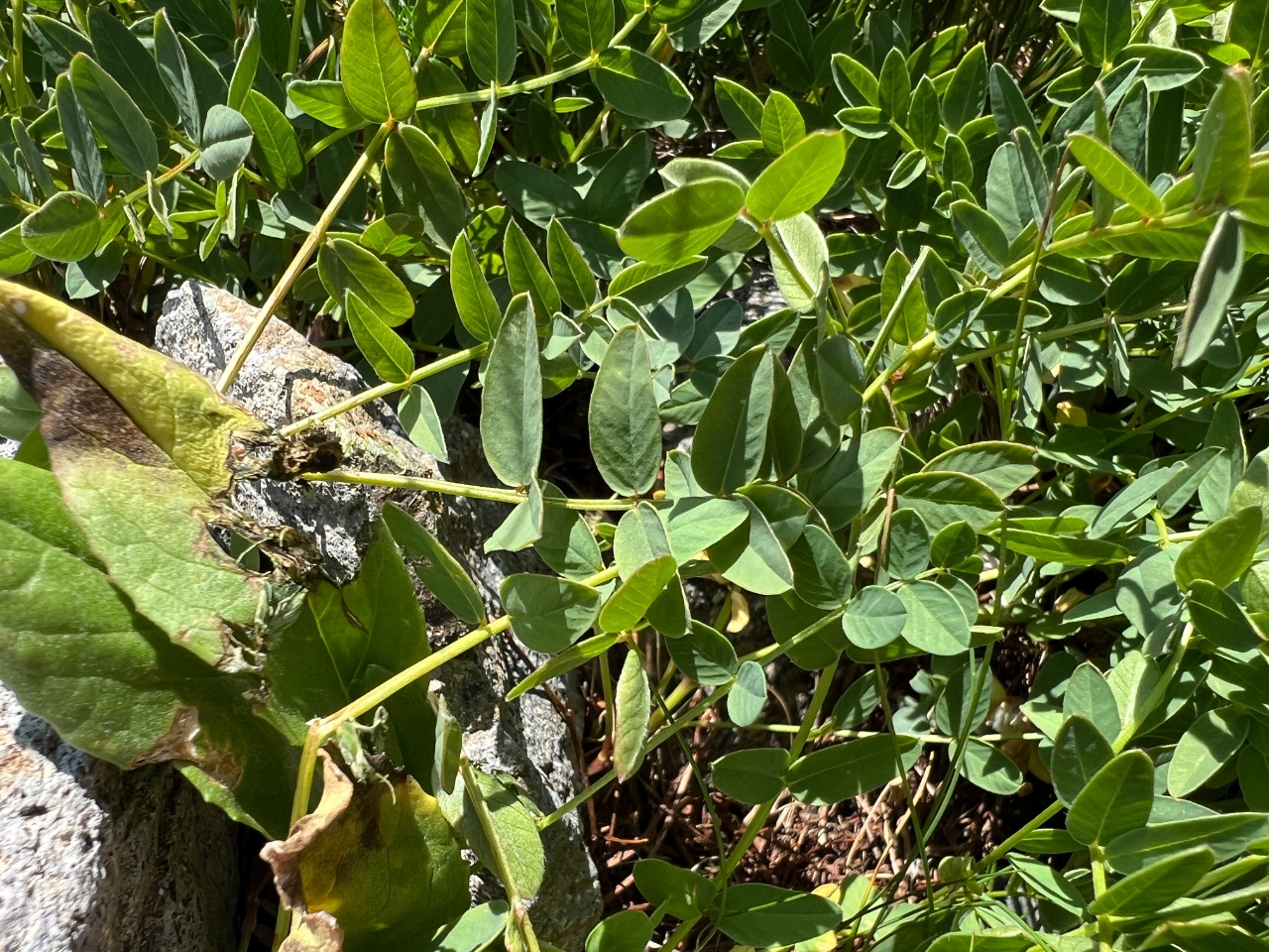 Hedysarum hedysaroides