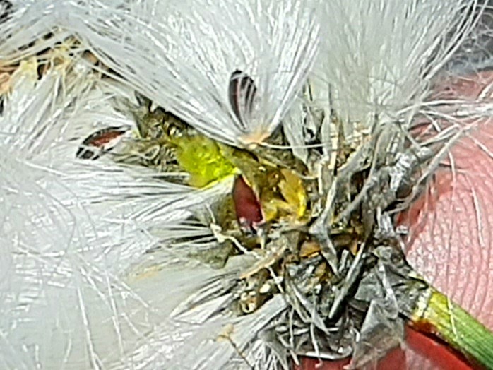 Eriophorum vaginatum