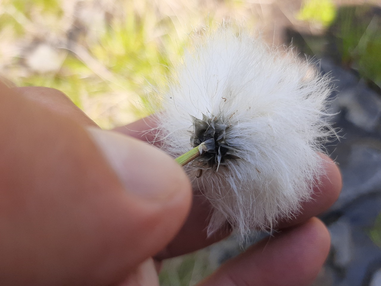 Eriophorum vaginatum