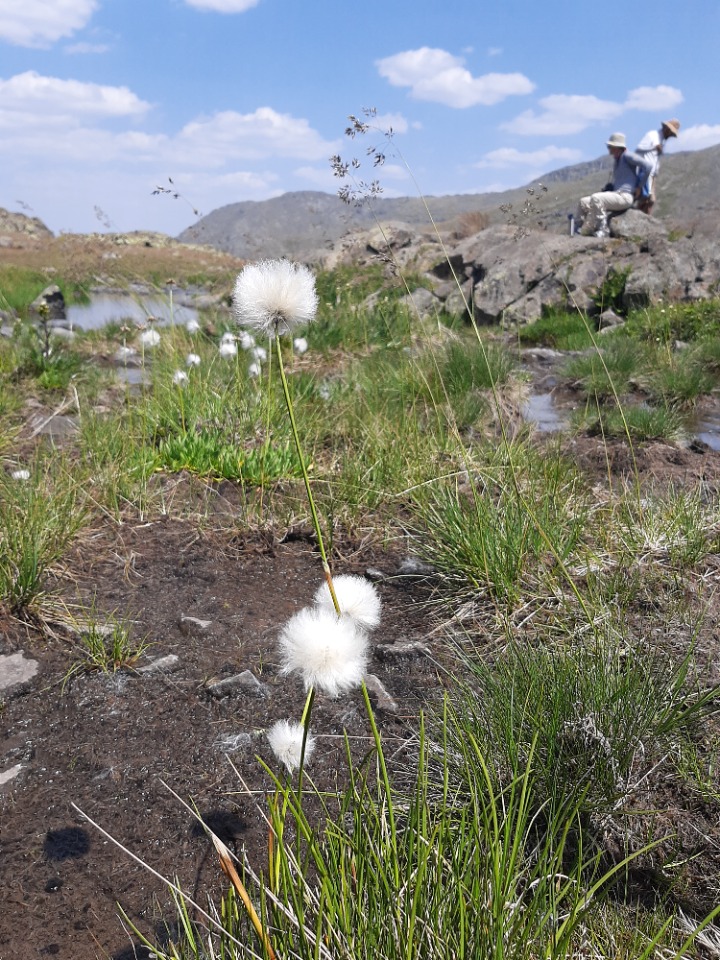Eriophorum vaginatum