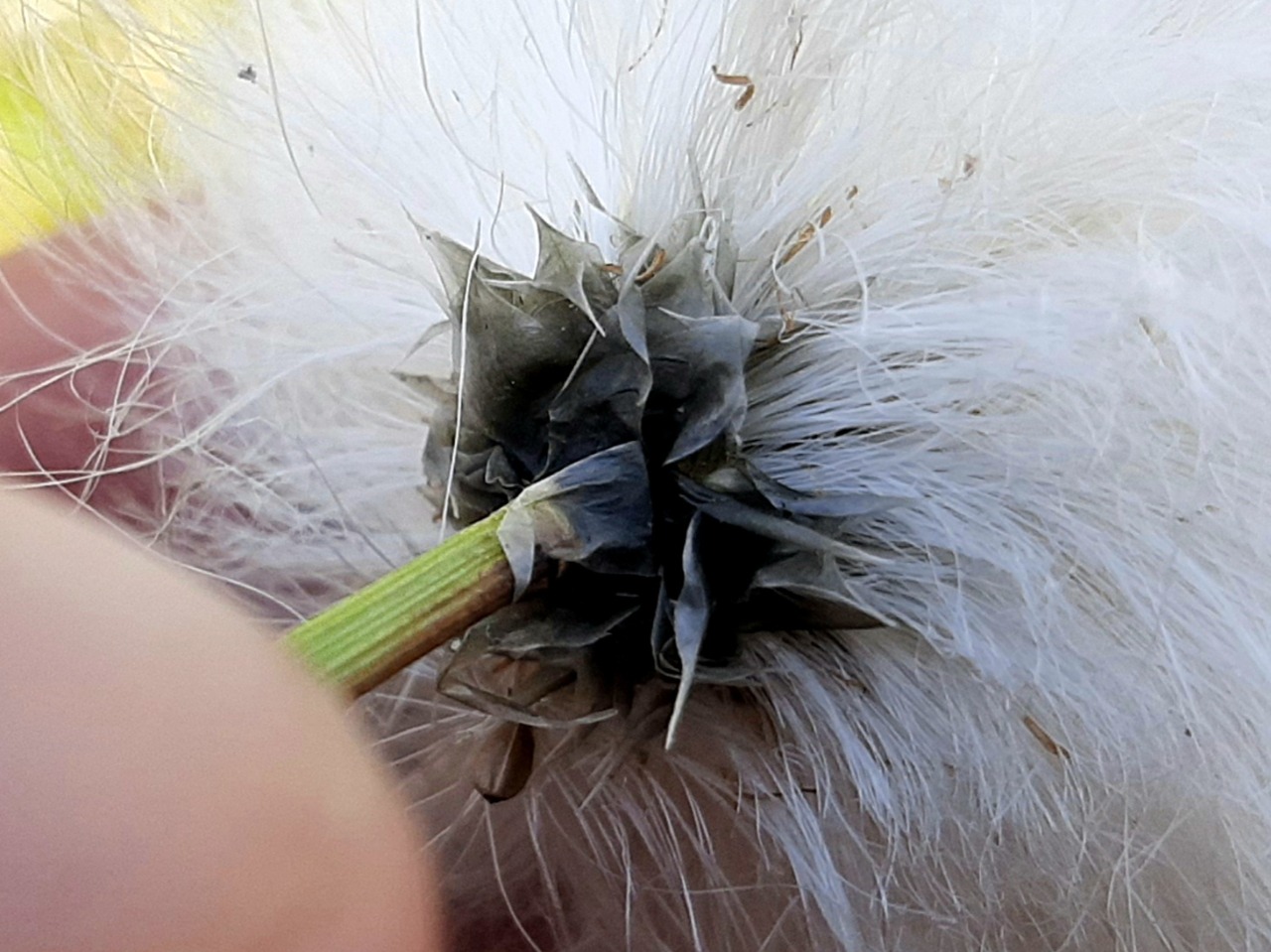 Eriophorum vaginatum