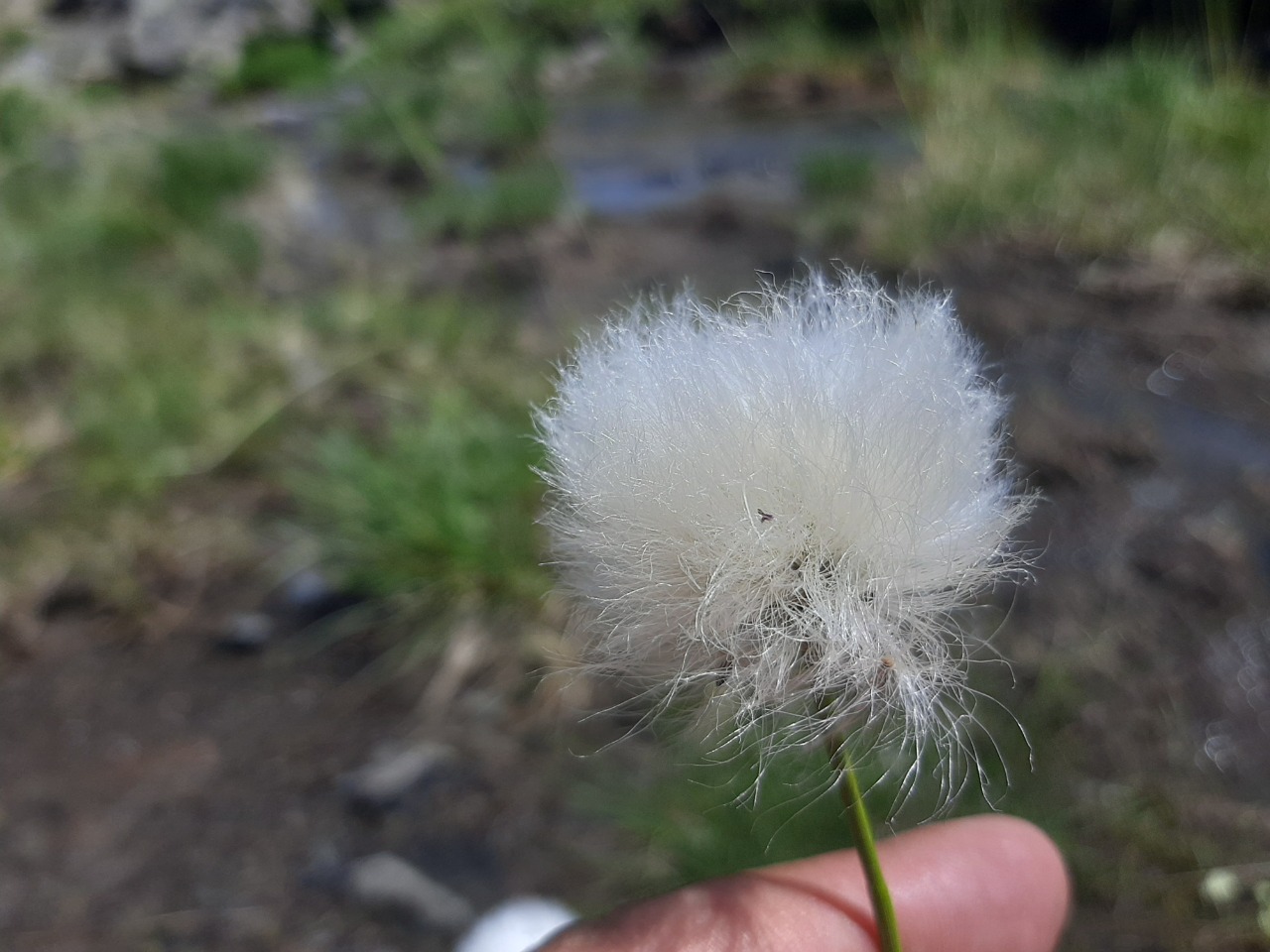 Eriophorum vaginatum