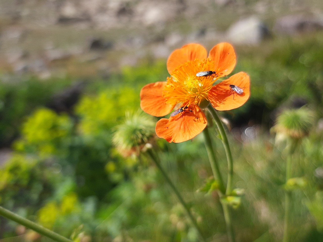 Geum coccineum
