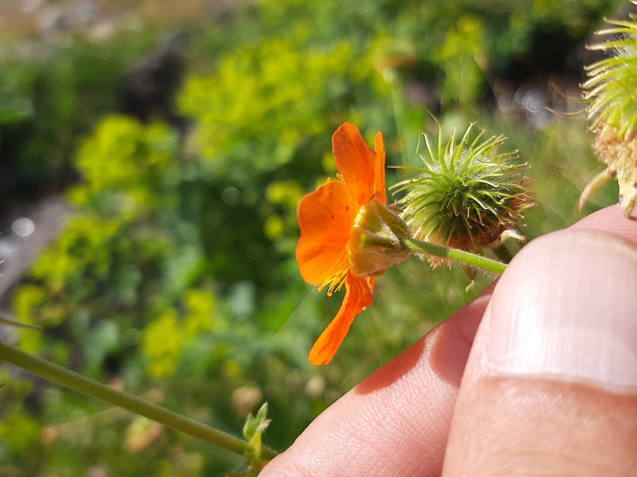 Geum coccineum