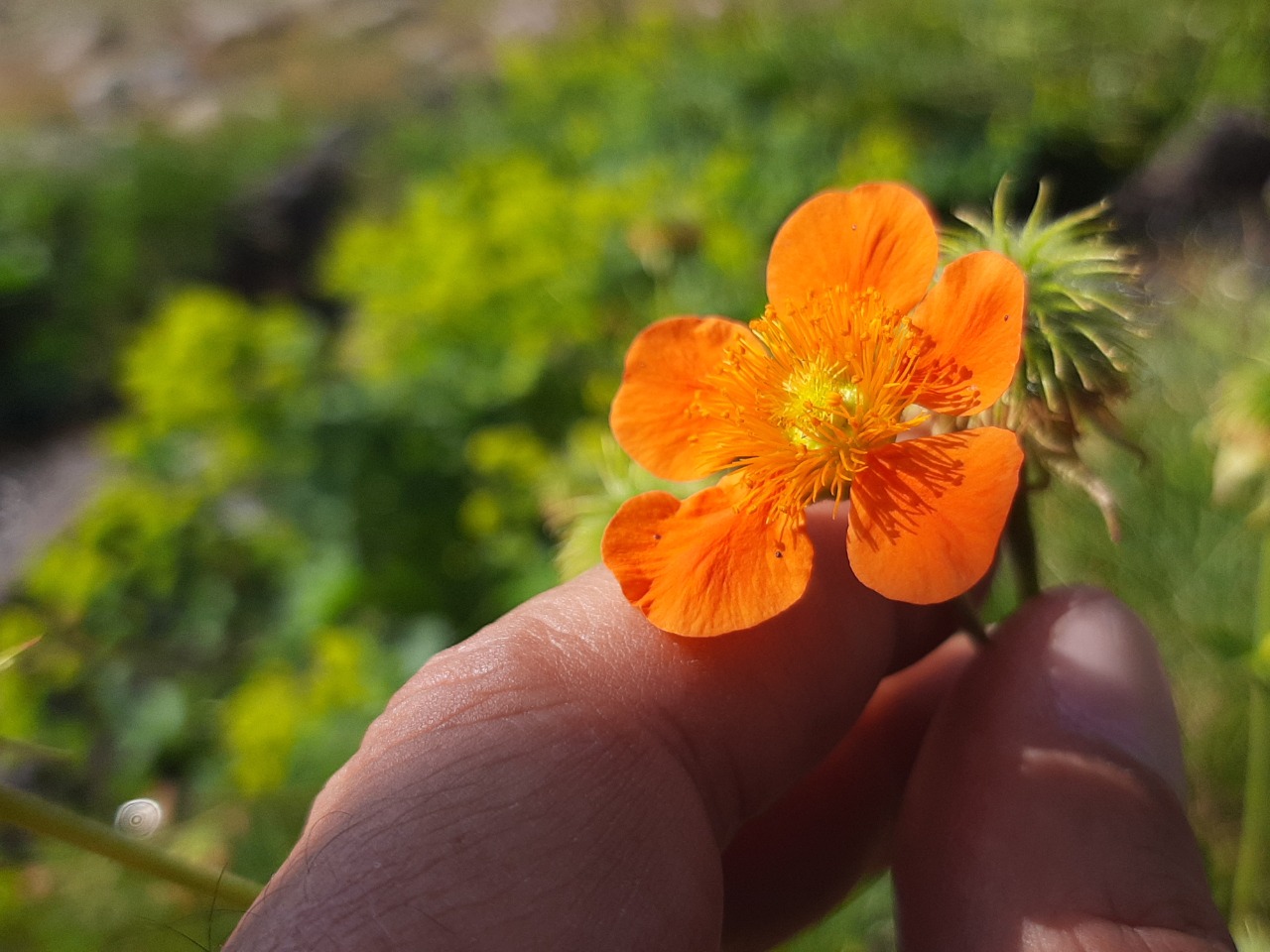Geum coccineum