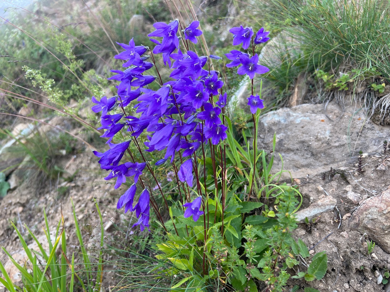 Campanula collina