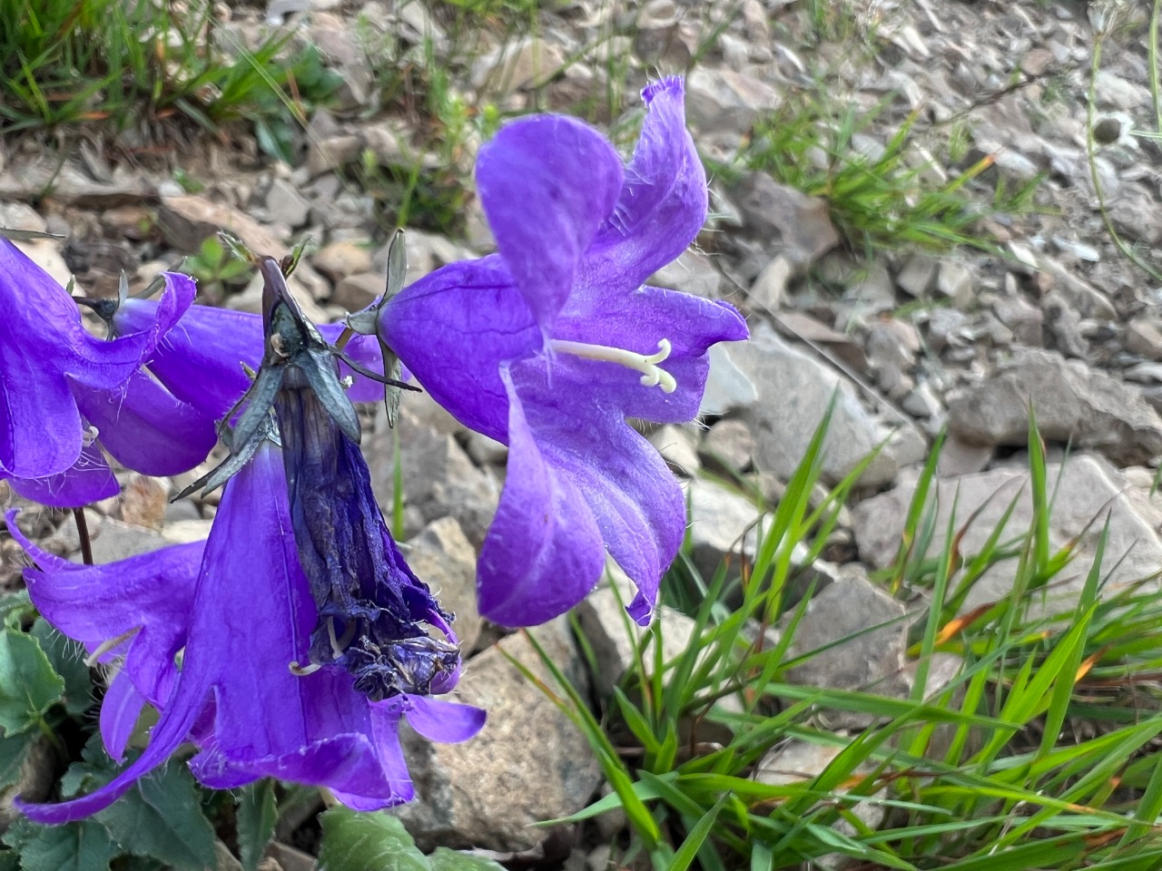 Campanula collina
