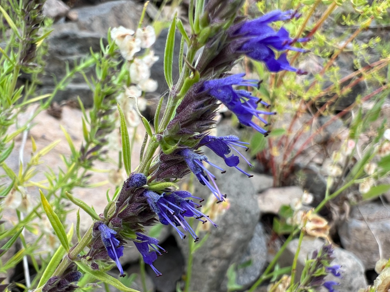 Hyssopus officinalis