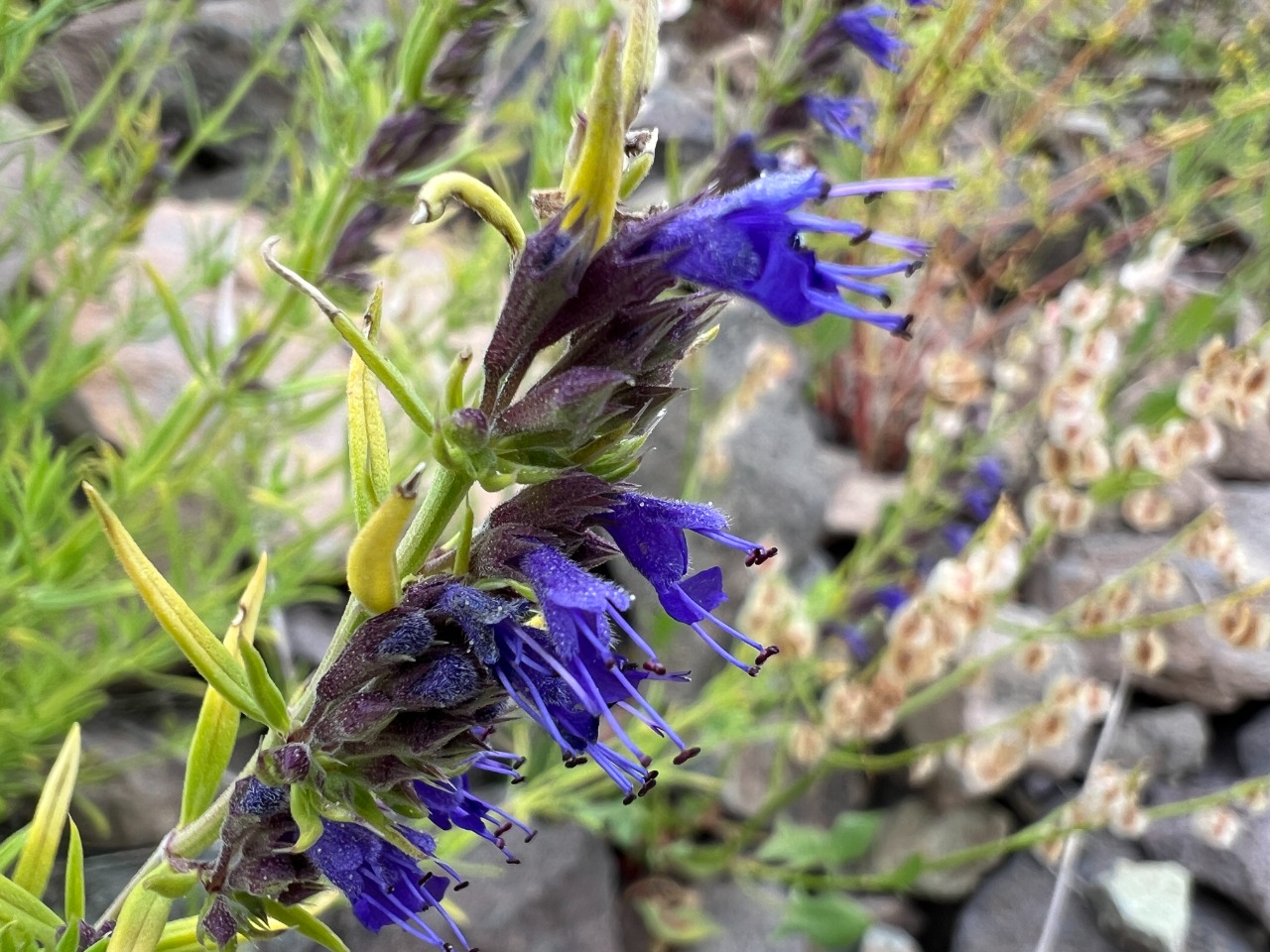 Hyssopus officinalis