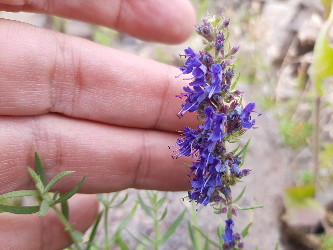 Hyssopus officinalis