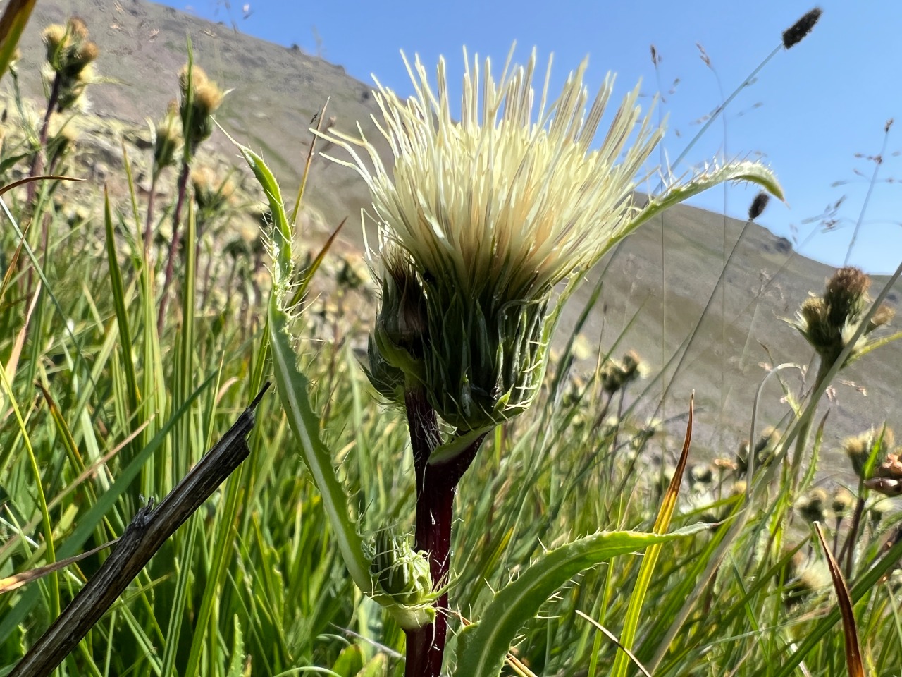 Cirsium obvallatum