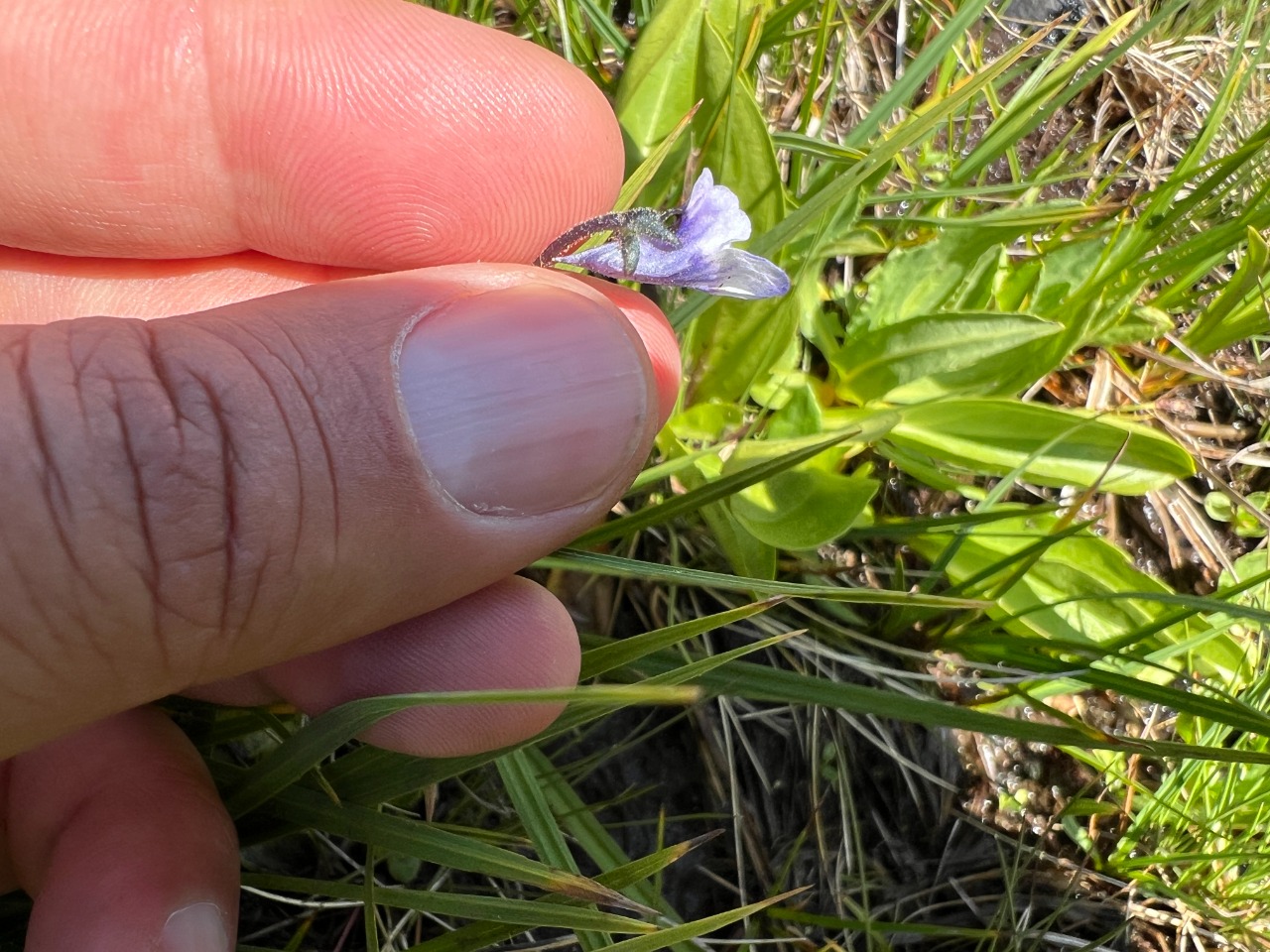 Pinguicula balcanica