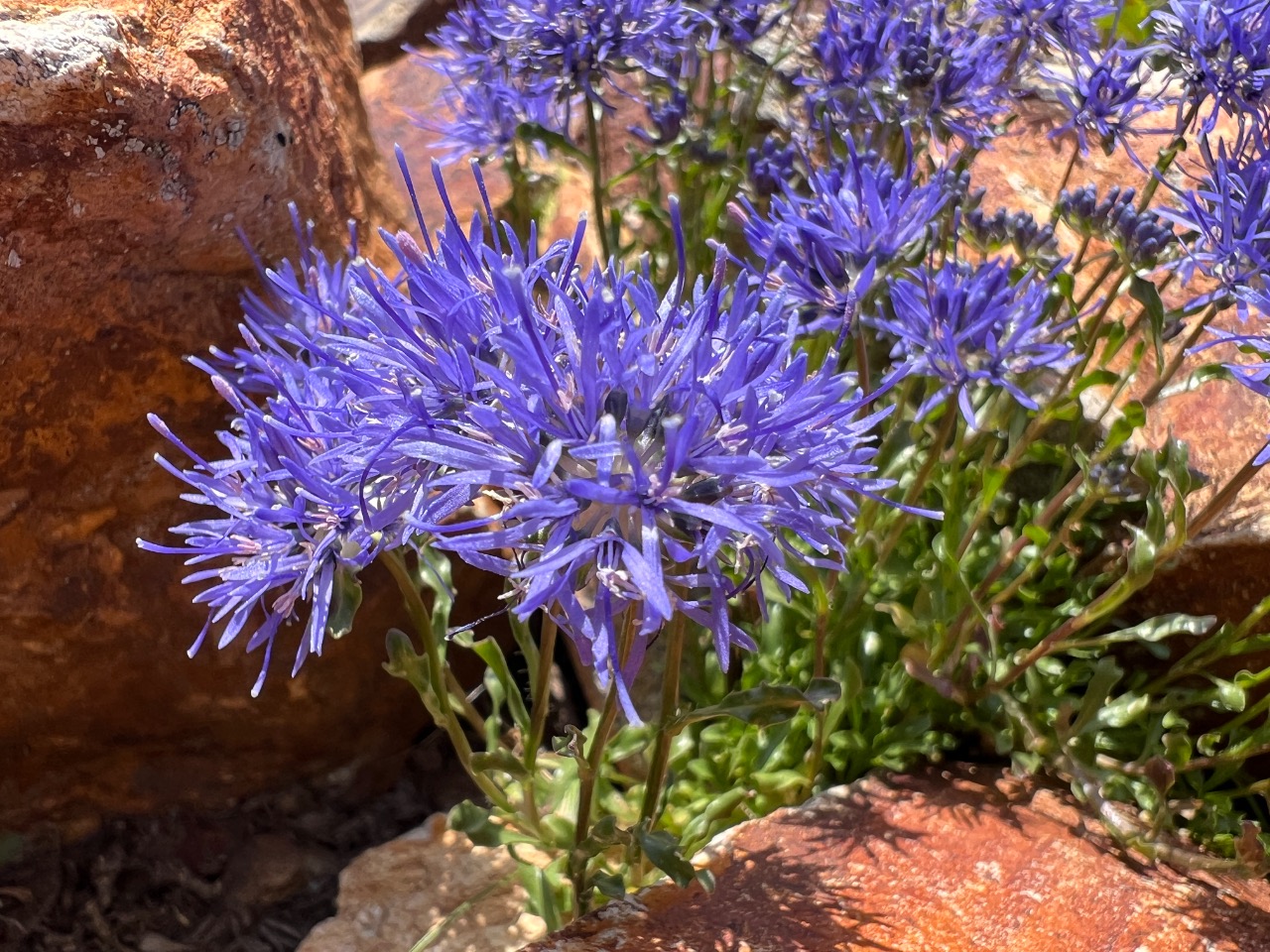 Jasione supina
