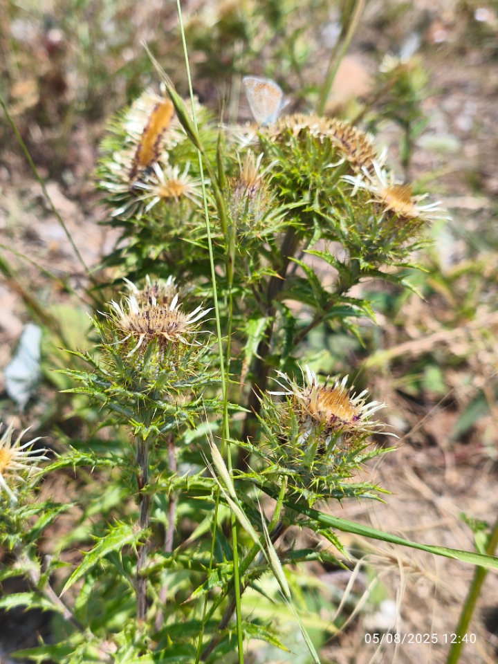 Carlina biebersteinii subsp. brevibracteata