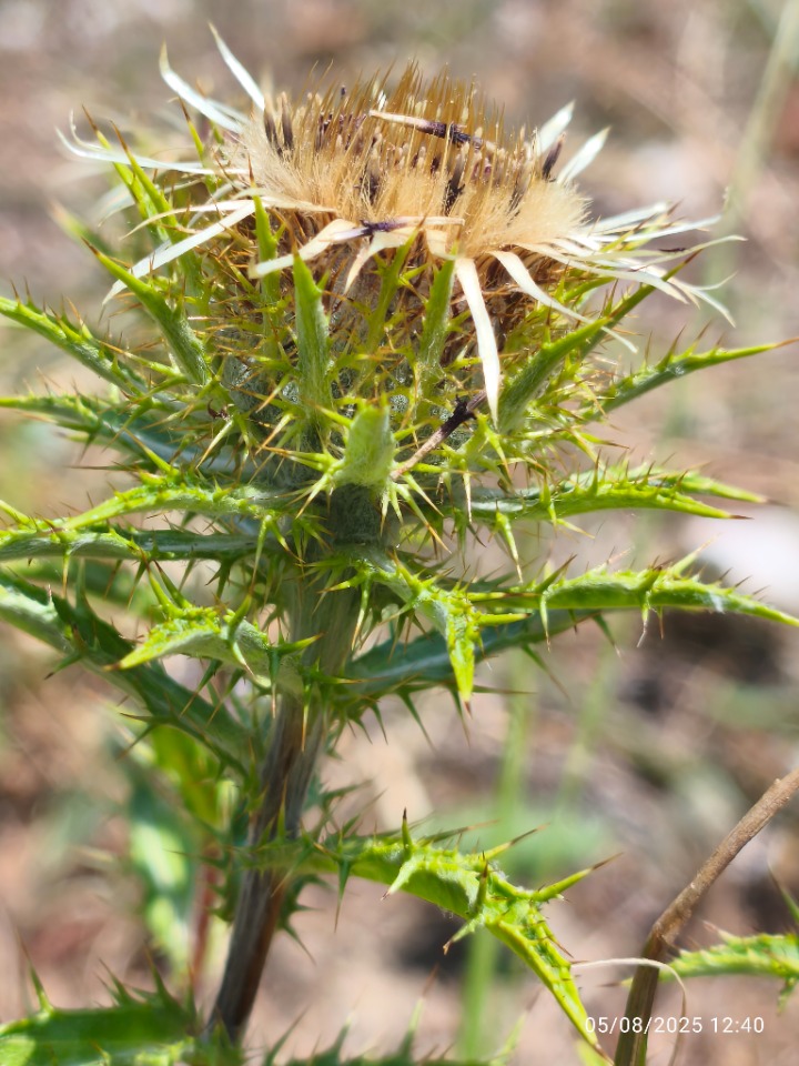 Carlina biebersteinii subsp. brevibracteata