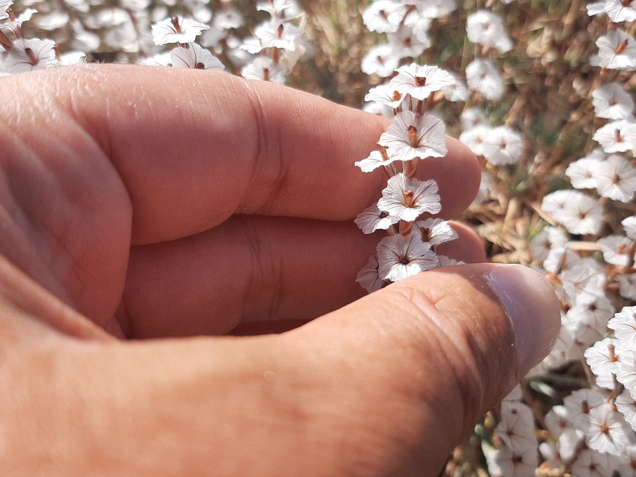 Acantholimon armenum