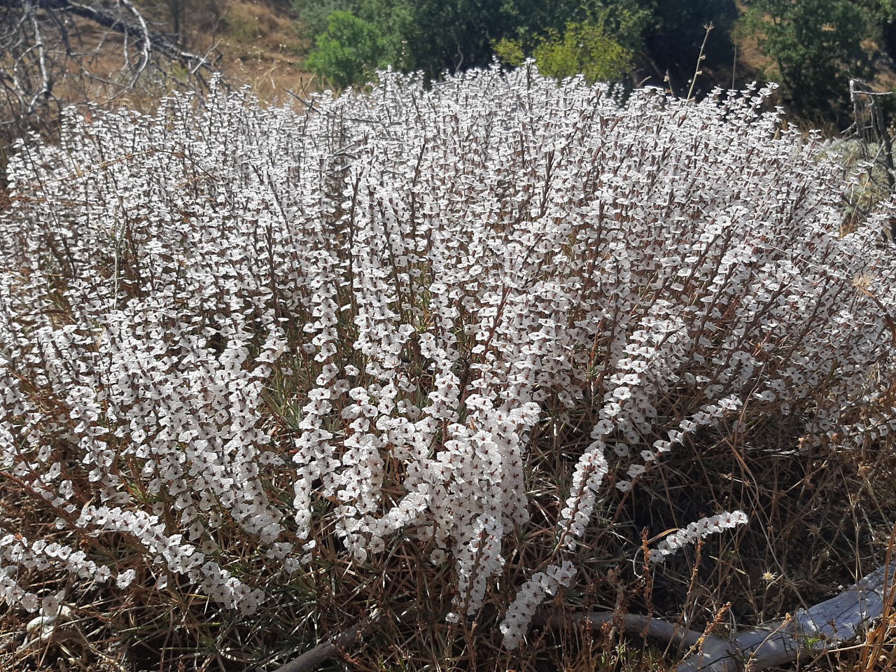 Acantholimon armenum