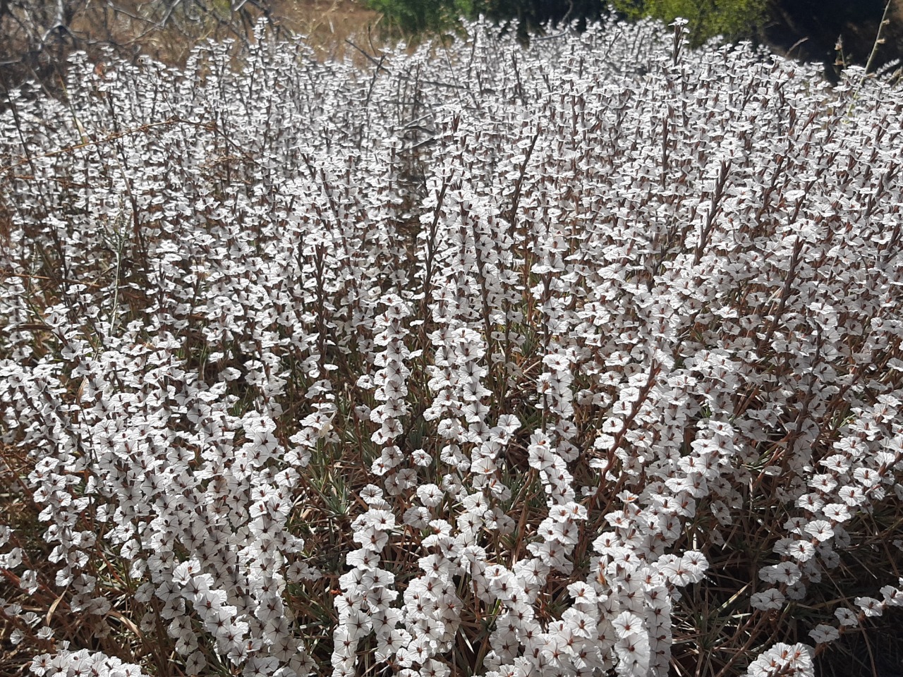 Acantholimon armenum