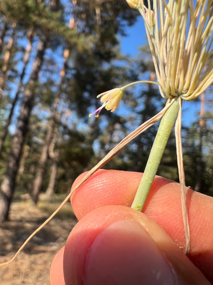 Allium flavum subsp. tauricum