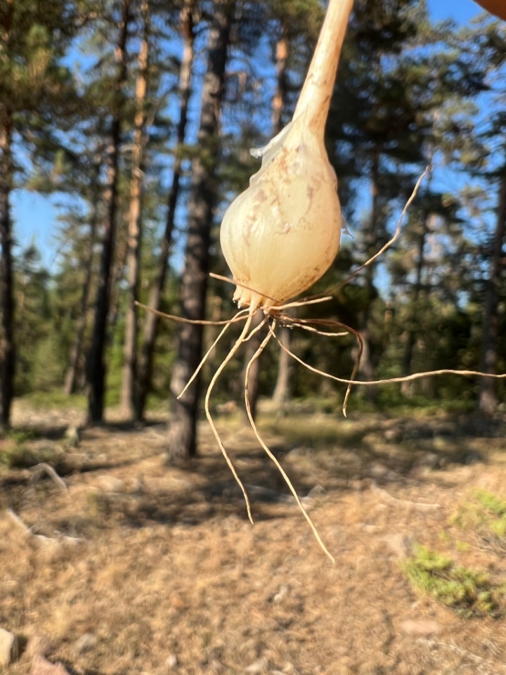 Allium flavum subsp. tauricum