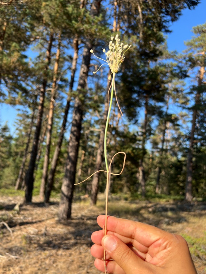 Allium flavum subsp. tauricum