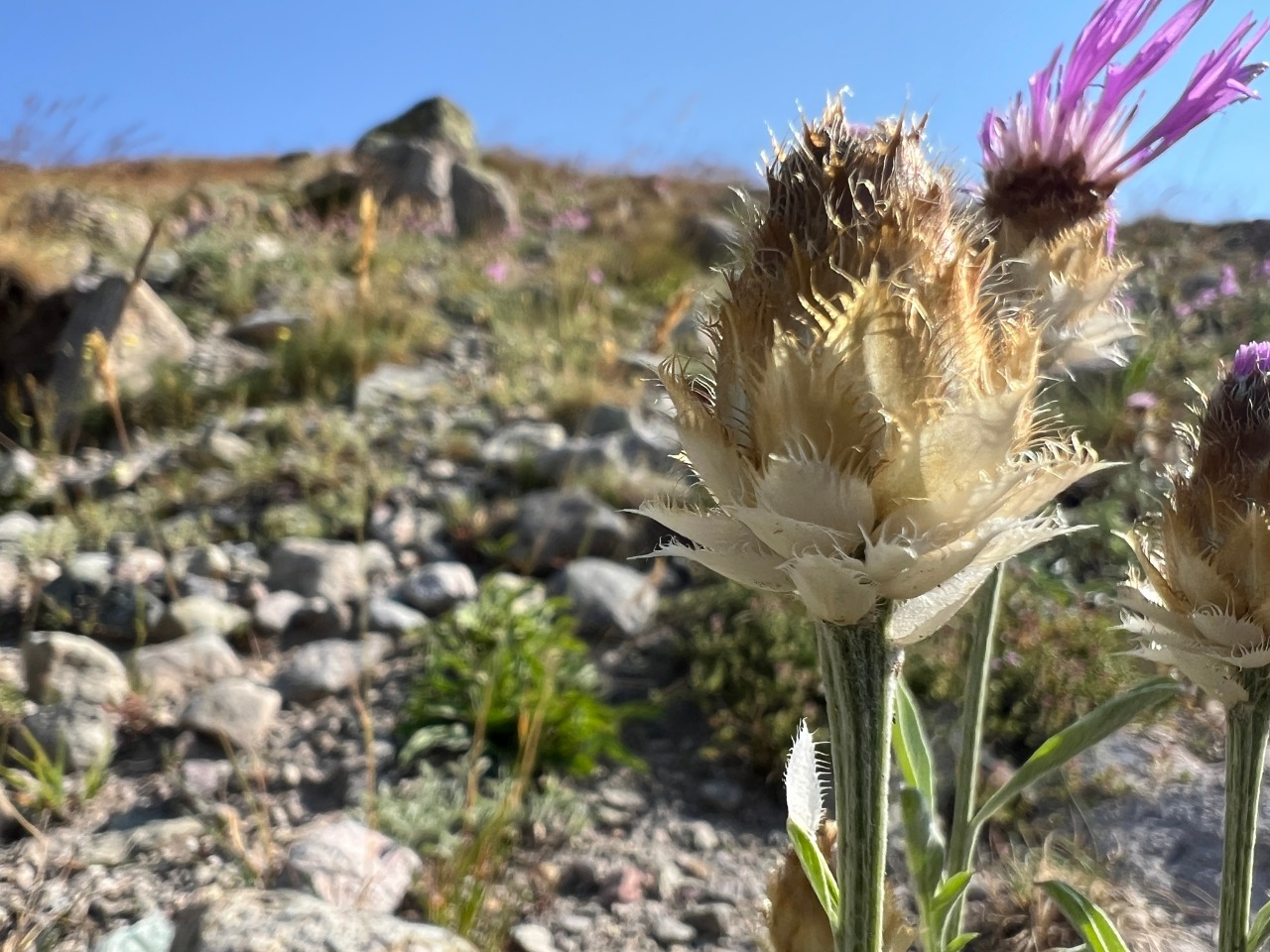 Psephellus caucasicus
