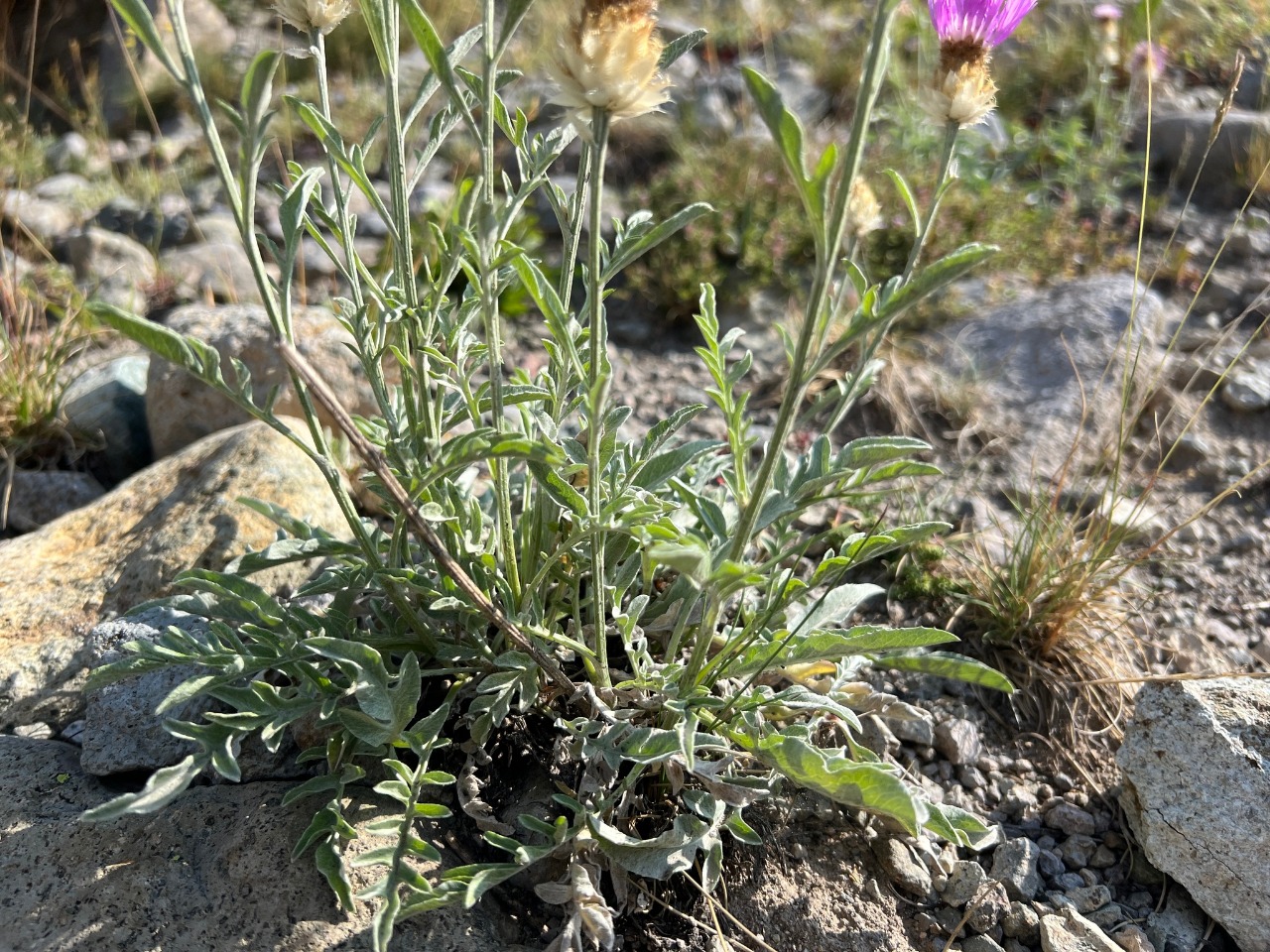 Psephellus caucasicus