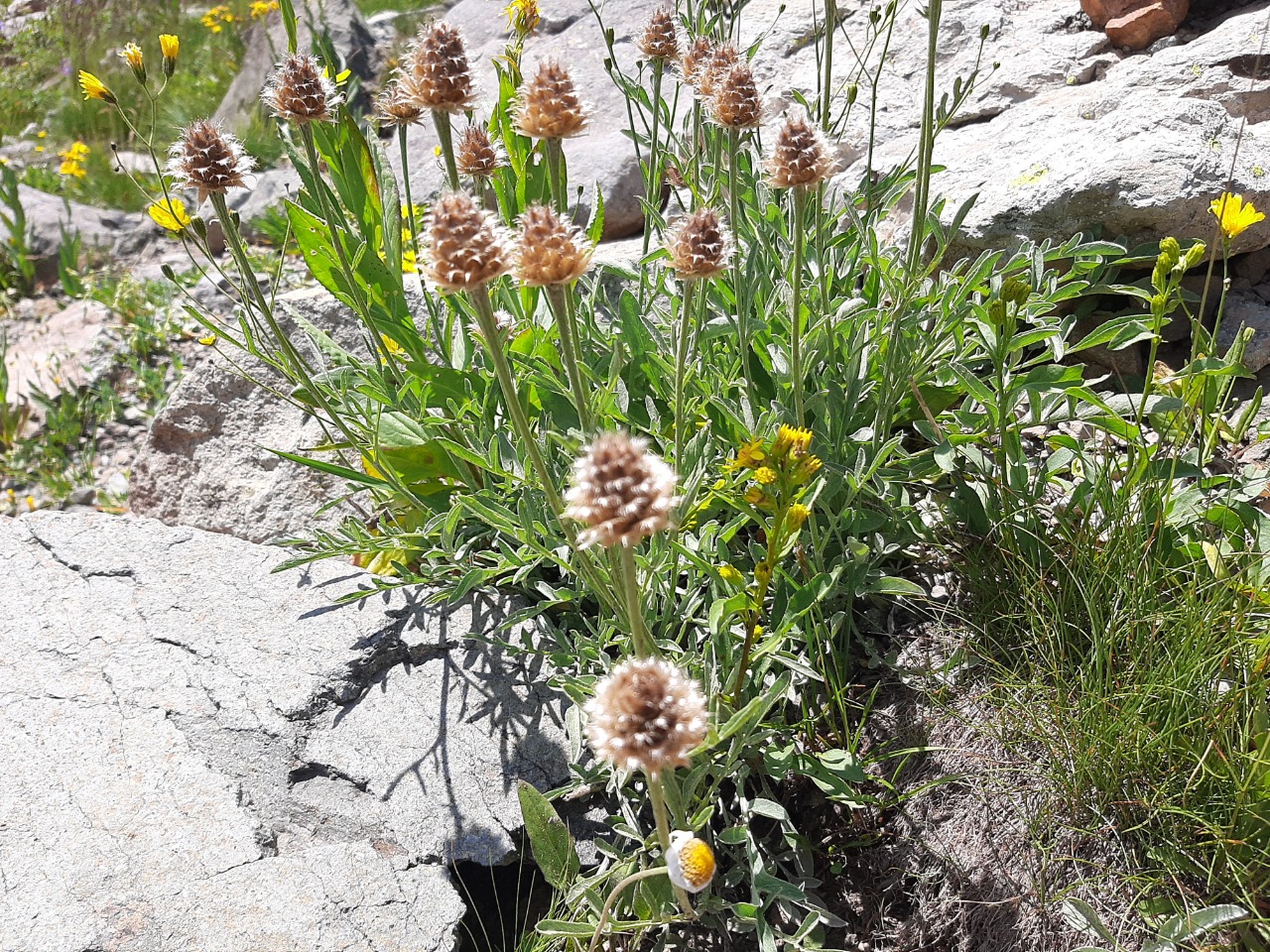 Psephellus caucasicus