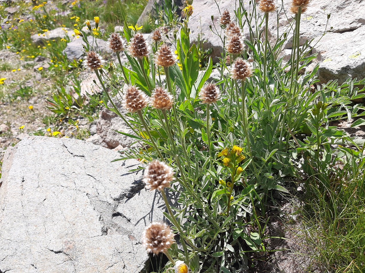 Psephellus caucasicus