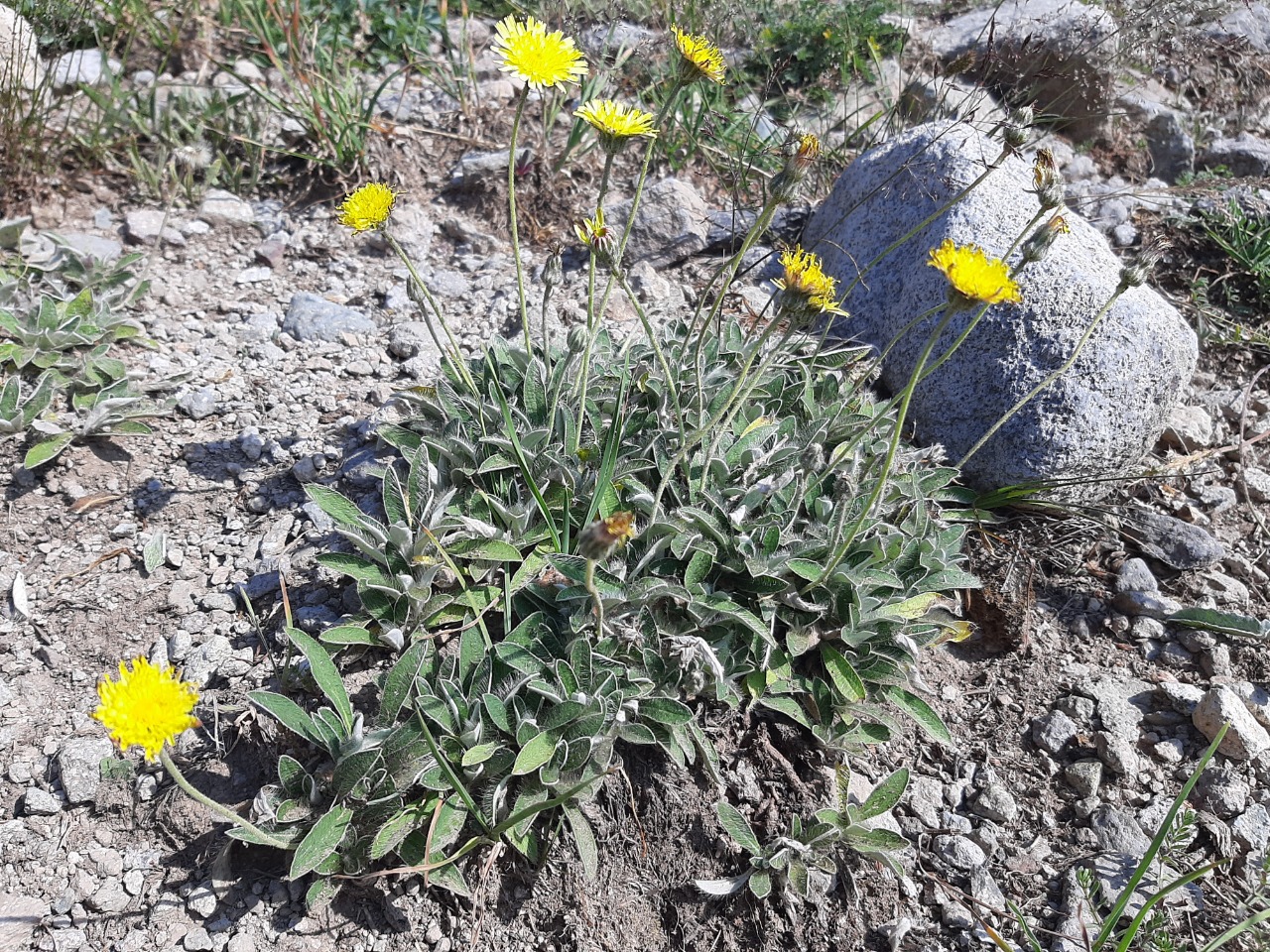 Hieracium sp.