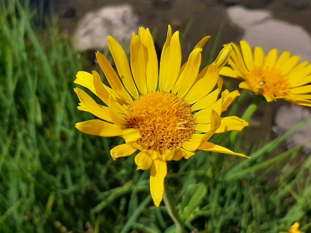 Doronicum dolichotrichum