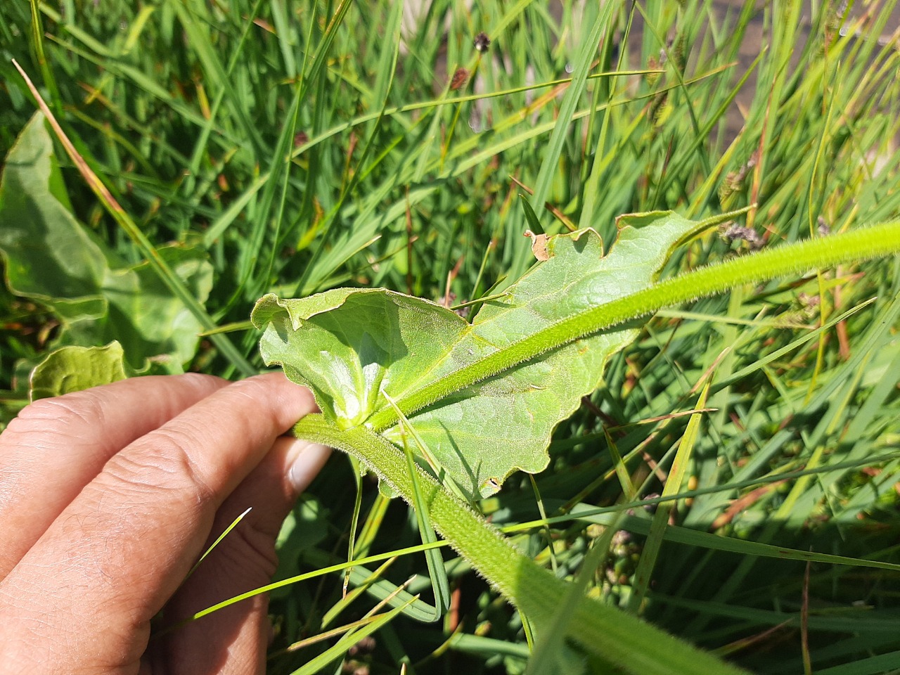 Doronicum dolichotrichum