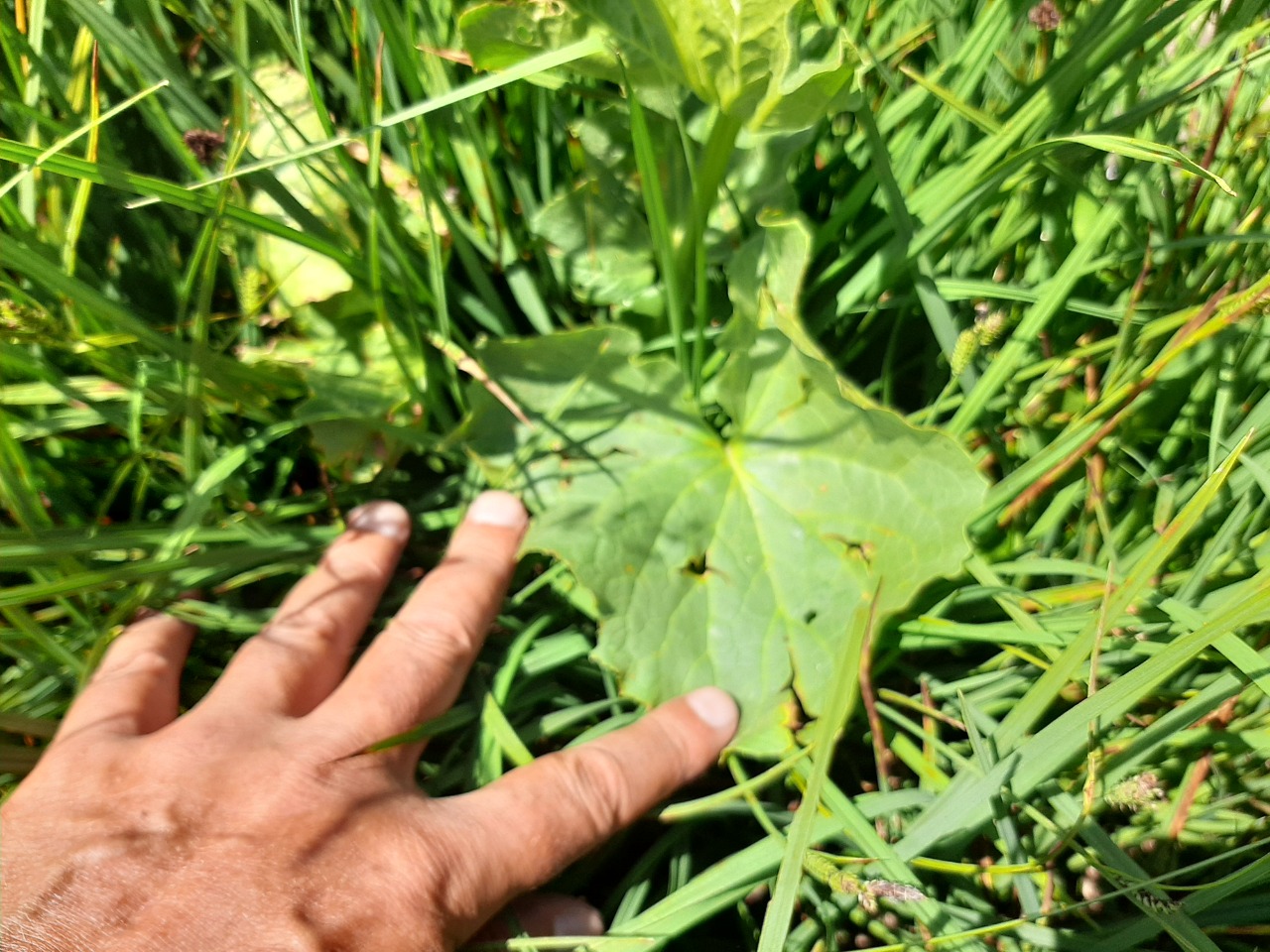 Doronicum dolichotrichum