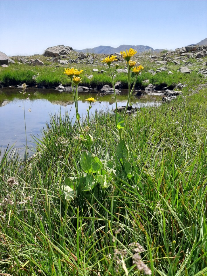 Doronicum dolichotrichum