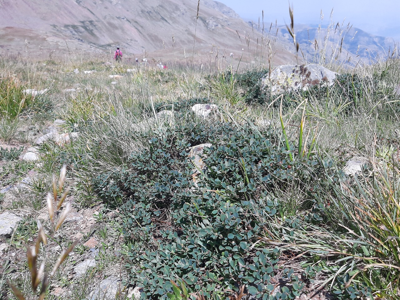 Vaccinium uliginosum