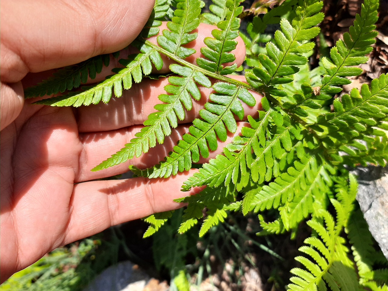 Dryopteris sp.